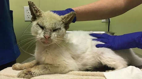 FOTOS: Un gato ciego abre los ojos de nuevo y cautiva a todos por su belleza