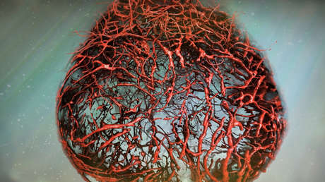 Cultivan por primera vez vasos sanguíneos humanos y los implantan en organismos vivos