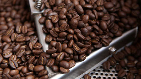 ¿Se acaba el café? Advierten que más del 60 % de las especies están en peligro de extinción