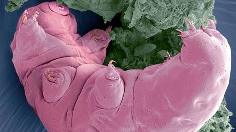 Encuentran restos de antiguos osos de agua en un lago antártico subglacial 