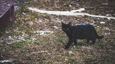 VIDEO: Una gata negra da un susto de muerte a dos zorros árticos en un zoo ruso