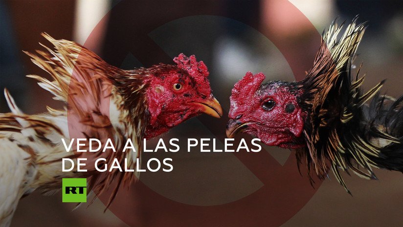 Inquietud en Puerto Rico por la eventual prohibición de peleas de gallos