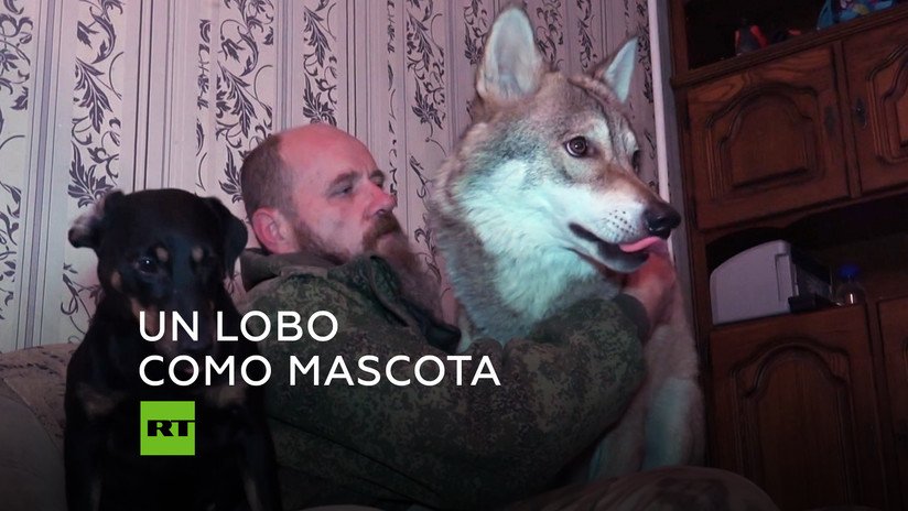 Un ruso comparte piso con un lobo