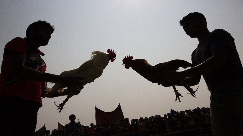 Donde las dan las toman: Un ave se rebela contra su dueño durante una pelea de gallos en México (VIDEO)