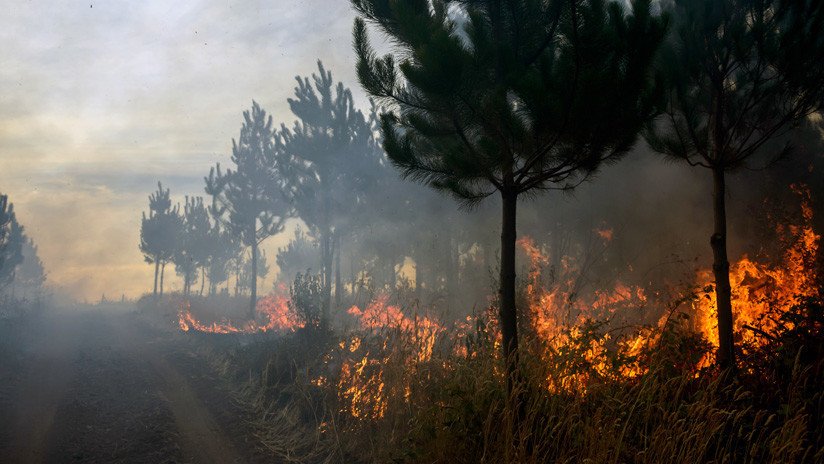 Ministerio del Medio Ambiente de Chile: "Las consecuencias de los incendios son devastadoras"