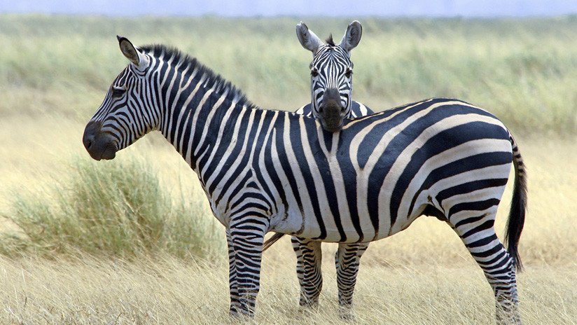 ¿Dos cebras con una cabeza? Captan una asombrosa ilusión óptica en una reserva natural de África
