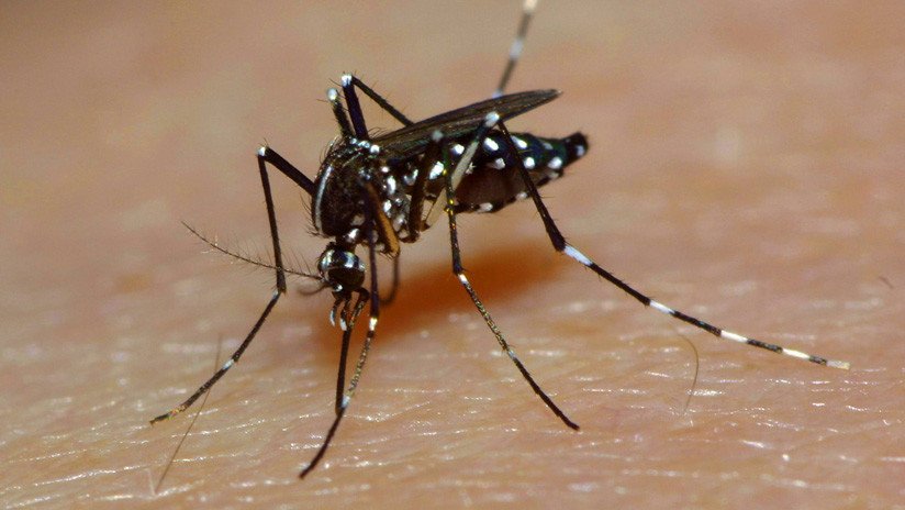 Científicos rebajan el apetito a los mosquitos más 'enganchados' a la sangre humana