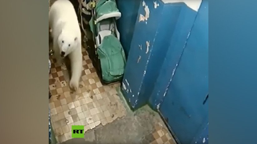 VIDEO: Cámaras captan la 'visita' de un oso polar a un edificio en el norte de Rusia