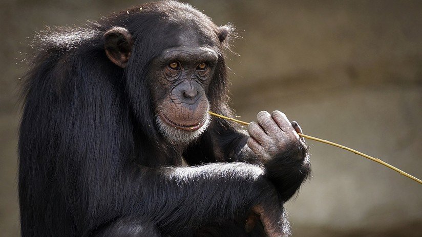 Descubren que los gestos de los chimpancés se rigen por las mismas leyes que el habla humana