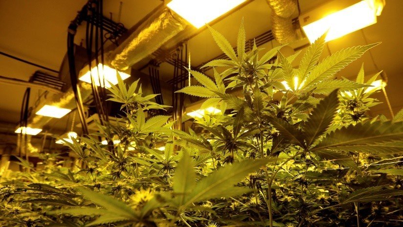 Policía acompaña a una jubilada ebria a casa y encuentra una enorme granja de cannabis