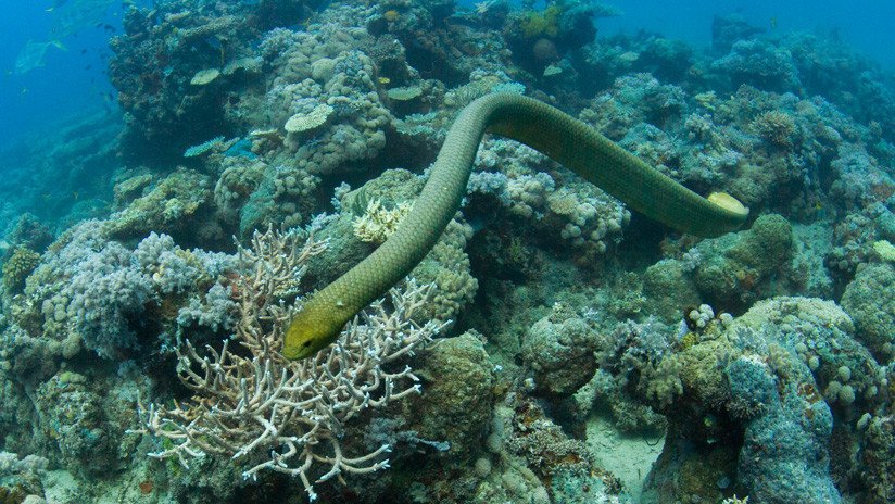 Un 'sensor' en la cola ayuda a algunas serpientes marinas a evitar a los depredadores
