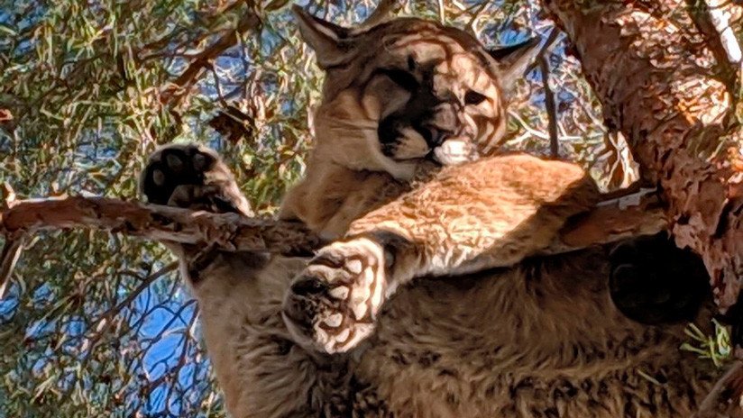 FOTOS: Un puma queda atrapado a 15 metros de altura en un árbol de EE.UU.