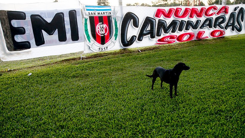 Fiel hasta la muerte: La perra de Emiliano Sala acudió a su funeral para darle el último adiós (FOTO)