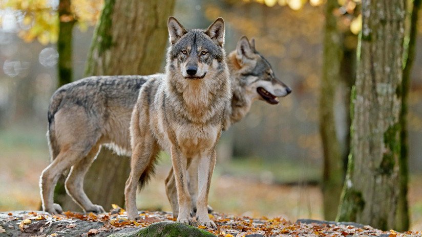 Los militares de Alemania ayudan a que en su país haya más lobos de manera involuntaria
