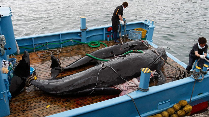 ¿Por qué Japón reanuda la caza de ballenas si el producto no es popular?