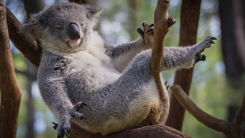 FOTO: Un koala 'seductor' conquista las redes con su pose de modelo