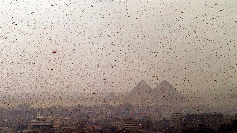 ¿Una 'plaga bíblica'? Egipto se prepara para un ataque de langostas