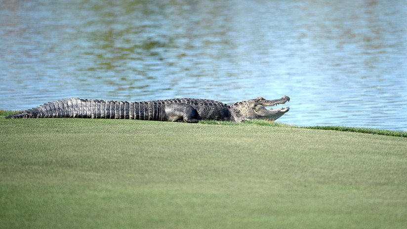 FOTO: Caimán irrumpe en un torneo de golf en Florida y roba una bola