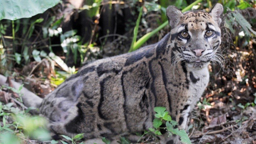 Júbilo en Taiwán: Reaparece un leopardo al que se creía extinto hace años