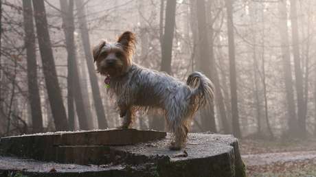 Un perro salva a su dueño de 81 años que cayó en un barranco en España