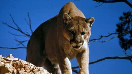 "Es loco pero cierto": Un estadounidense derriba y sofoca hasta matarlo a un puma que lo atacó