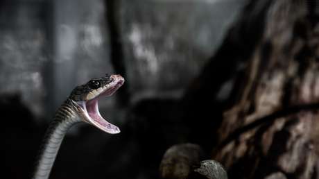 VIDEO: Un hombre arriesga su vida para salvar a una serpiente venenosa