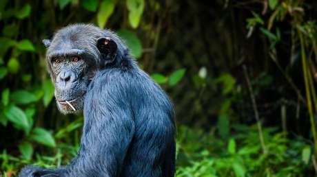 VIDEO: Ingeniosos chimpancés usan un tronco como escalera para escapar de su encierro en un zoo
