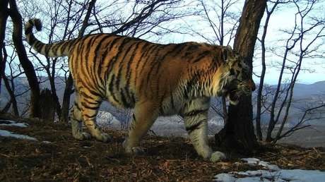 VIDEO: Un residente local capta su encuentro cercano con un tigre en el este de Rusia