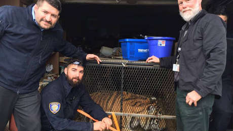 Entra en una casa abandonada a fumar marihuana y encuentra un tigre obeso (FOTOS, VIDEO)