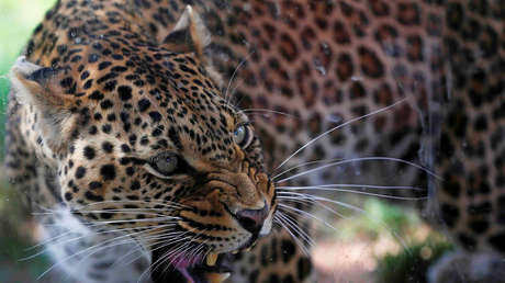 Cazador cazado: la equivocación de un leopardo al entrar en territorio enemigo (VIDEO)