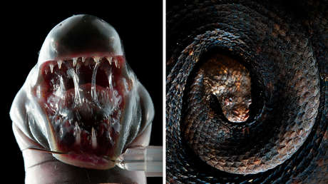 El 'Top 10' de reptiles y anfibios más extraños de Ecuador (FOTOS)