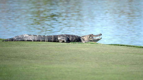FOTO: Caimán irrumpe en un torneo de golf en Florida y roba una bola