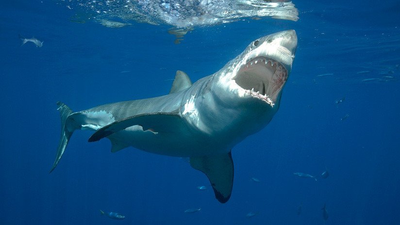 Análisis estadístico global señala un aumento de los ataques de tiburones a humanos