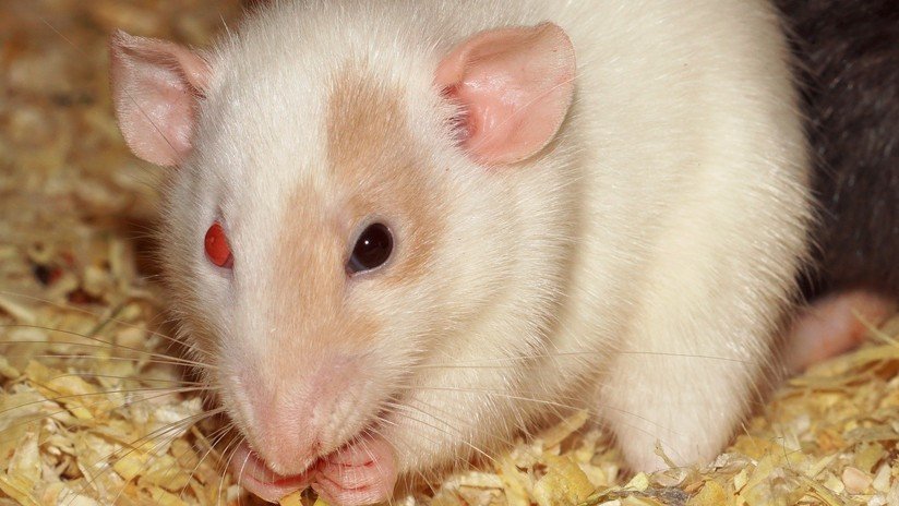 Ratones aprenden a ver en infrarrojo gracias a una tecnología innovadora