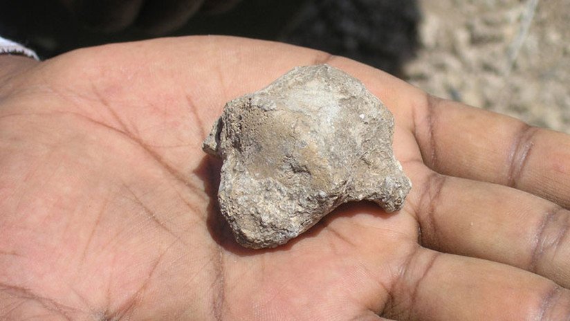Un hueso fosilizado de 4,5 millones de años puede ser evidencia de una transición "fundamental" en la evolución humana