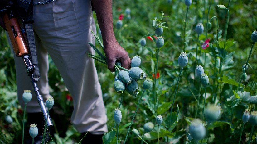 'Loros adictos' causan estragos en plantaciones de opio en la India