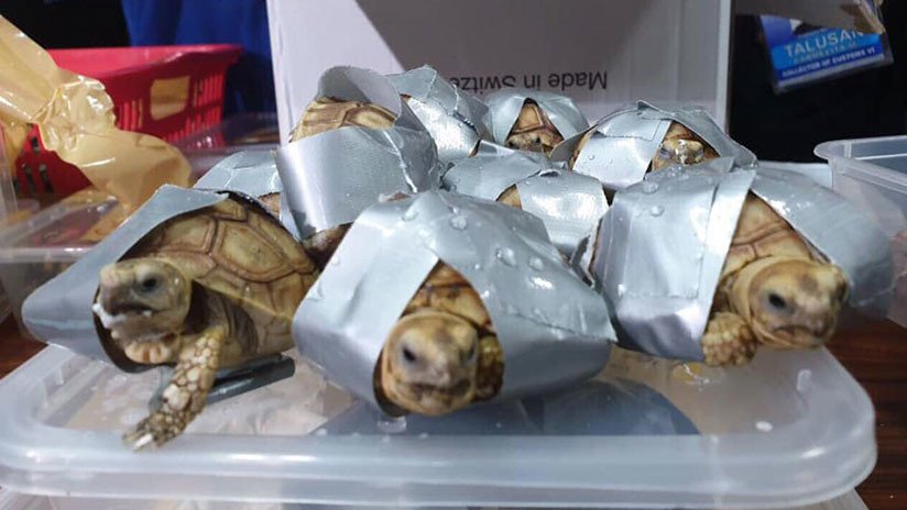 FOTOS: Encuentran más de 1.500 tortugas vivas en maletas abandonadas en un aeropuerto de Filipinas