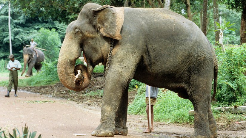 IMÁGENES: Un elefante mata a su cuidador al sentarse encima
