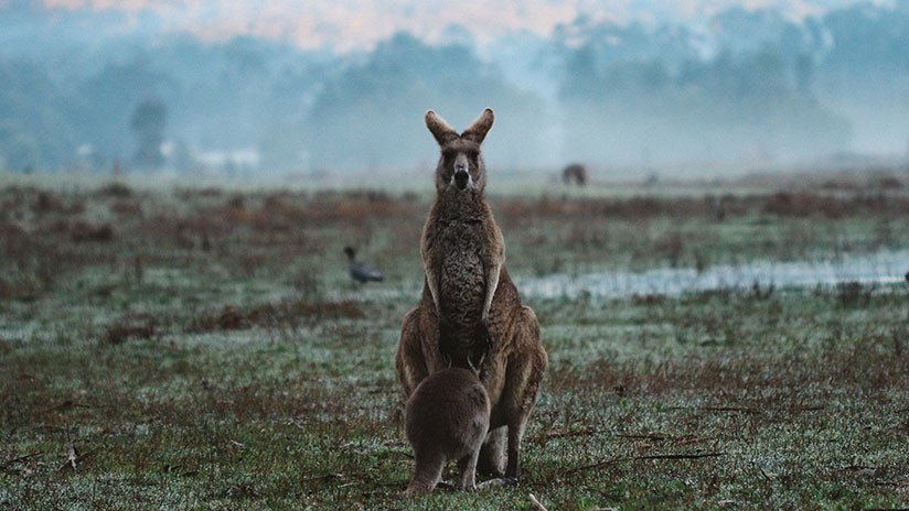 VIDEO: Captan en Australia un insólito ataque de un águila a un canguro adulto