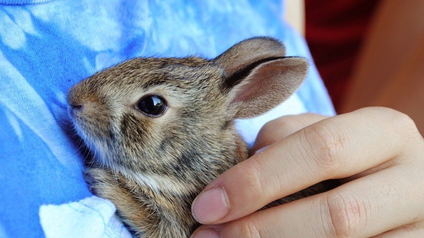 Varitas mágicas: Cómo los aplicadores de rímel usados ayudan a conejos huérfanos y otros animales