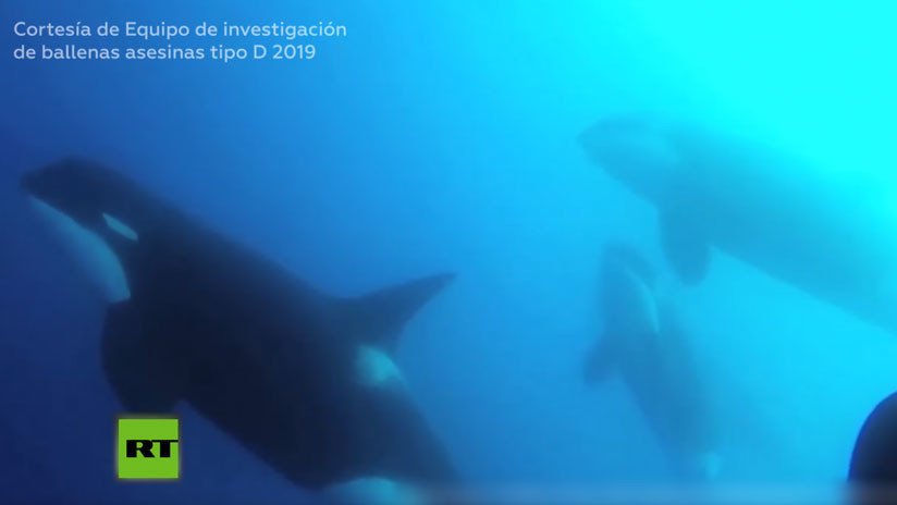 Descubren una nueva especie de ballena asesina al sur de Chile (VIDEO)