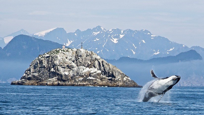 FOTO: Una ballena casi se traga a un buzo pero luego lo 'escupió'
