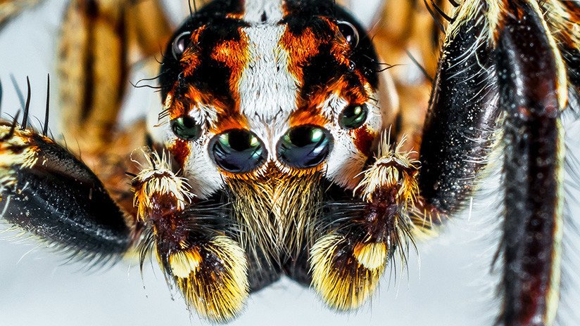 FOTO: Descubren en Australia tres nuevas especies de mini-arañas "carismáticas"  