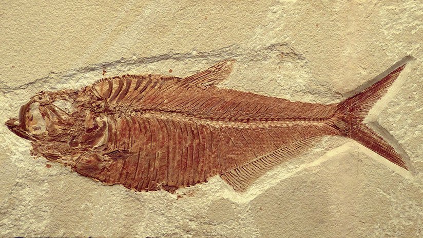Hallan en los Alpes fósiles de peces desconocidos