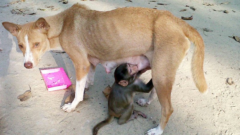 VIDEO: Una perra cuida y amamanta a un pequeño mono en la India