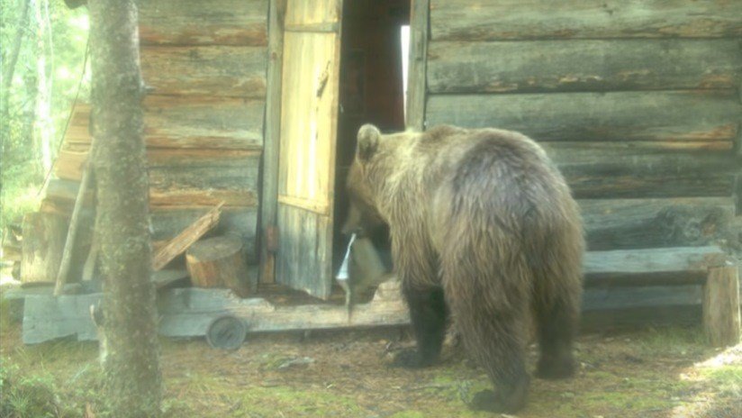 VIDEO: Un oso 'allana' una cabaña de guardabosques en la taiga siberiana y sale con un periódico