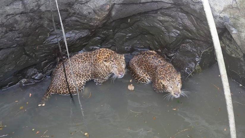 VIDEO: El dramático rescate de dos leopardos que cayeron a un pozo mientras peleaban por su territorio