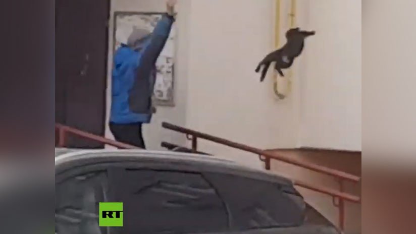 VIDEO: Una rusa lanza un gato contra un alce salvaje para ahuyentarlo