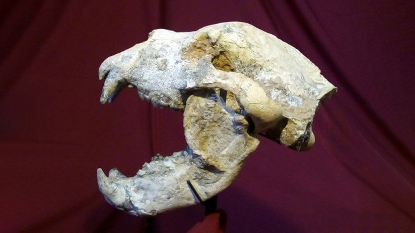 "Un hallazgo excepcional": Descubren en Argentina los restos de un oso gigante de 700.000 años, el mayor carnívoro de Sudamérica