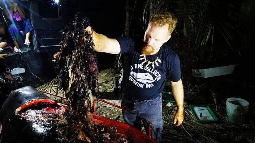 Encuentran una ballena muerta con 40 kilos de plástico en su estómago (VIDEO)